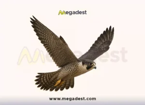 shaheen png