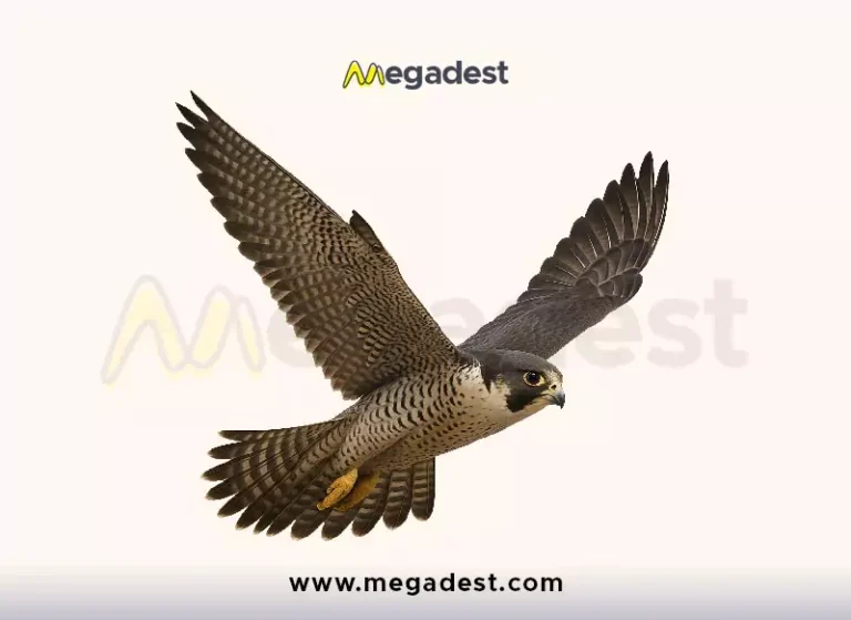 shaheen png