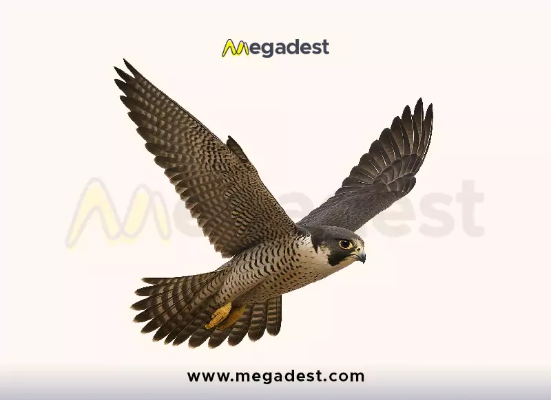 shaheen png
